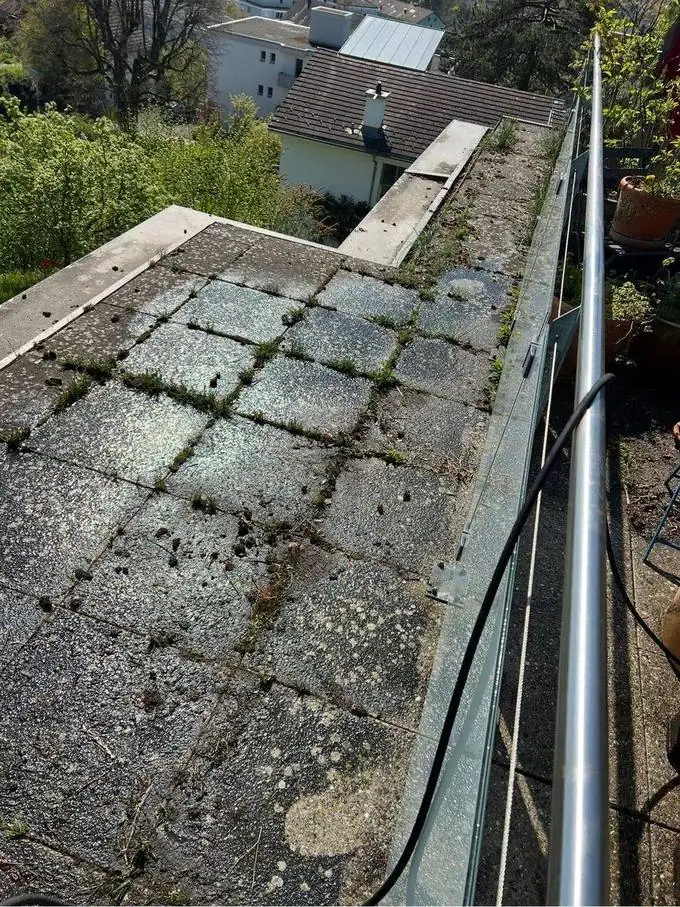 Terrassenplatten stark veralgt und vermoost, vor der Reinigung